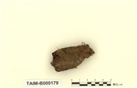 藏品(粗疣苔)的圖片